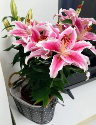 Oro Blu سانريمو